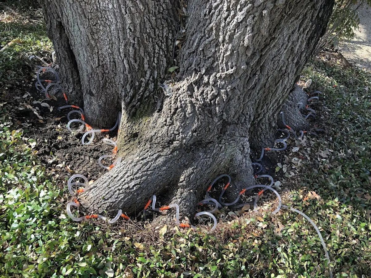 Detailed Tree Cabling and Bracing job site in Marlow