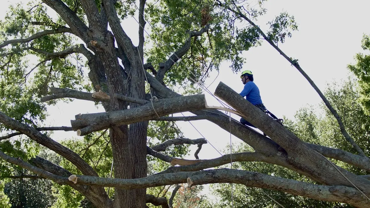 Professional Hazardous Tree Removal performed by certified arborists in Marlow